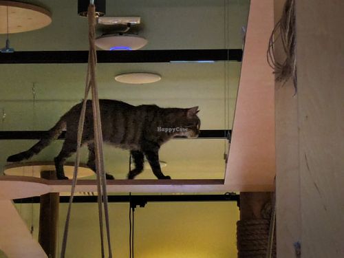 Cat at Katzentempel Berlin Mitte at Katzentempel Berlin Mitte in Berlin