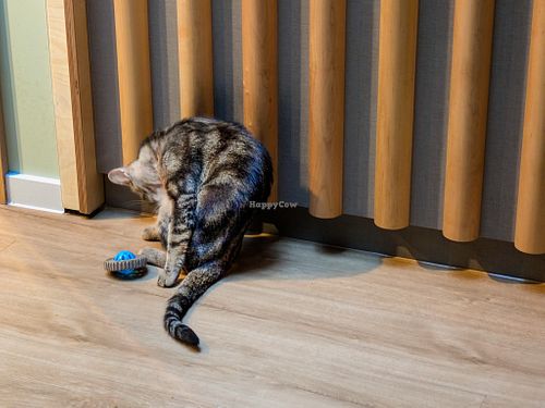 Cat at Katzentempel Berlin Mitte at Katzentempel Berlin Mitte in Berlin