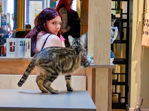 Cat at Katzentempel Berlin Mitte at Katzentempel Berlin Mitte in Berlin