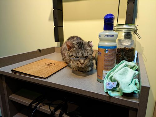 Cat at Katzentempel Berlin Mitte at Katzentempel Berlin Mitte in Berlin