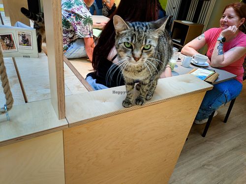 Cat at Katzentempel Berlin Mitte at Katzentempel Berlin Mitte in Berlin