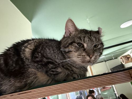 cat  at Katzentempel Berlin Mitte in Berlin