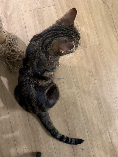 cat  at Katzentempel Berlin Mitte in Berlin