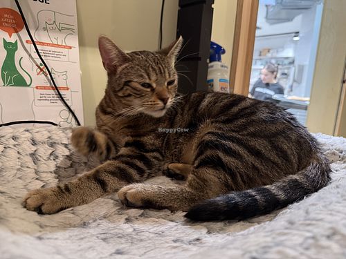 cat  at Katzentempel Berlin Mitte in Berlin