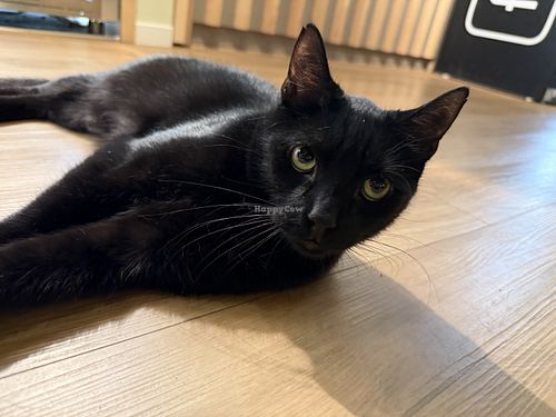 black cat  at Katzentempel Berlin Mitte in Berlin