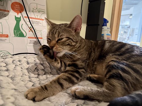 bath time  at Katzentempel Berlin Mitte in Berlin