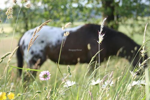 Appaloosa enjoying the gras at Appaloosa-Ranch in Vodice