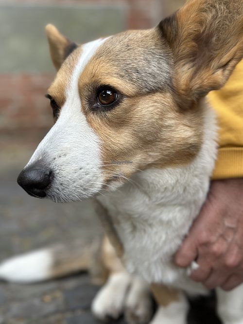   at Theehuis Engels Tuin in Ootmarsum