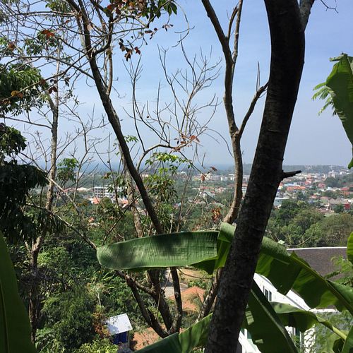 view at Santosa Vegan Restaurant in Phuket