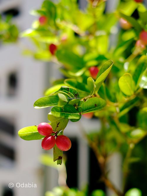  at Odabia - Vegan Café & Desserts in Da Nang