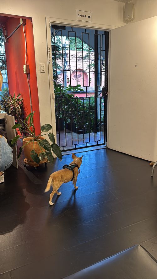Pet friendly   at Animalista - El Poblado in Medellin