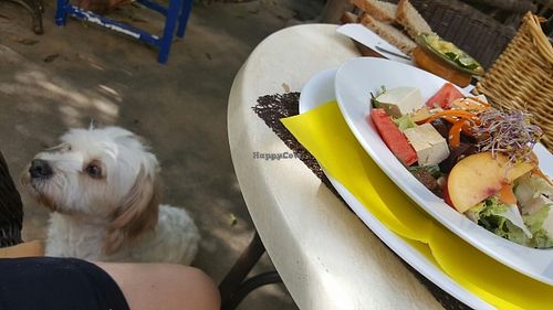 salad and canine company at Temple Natura in Mallorca