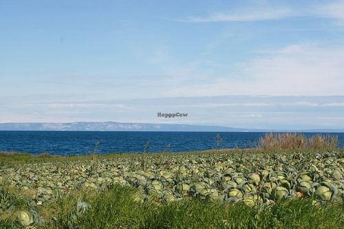 Raw food and Swimming at one place :) at Pension Cherry Blossom in Liznjan