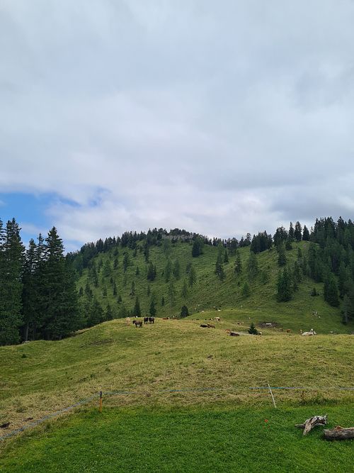 
Cows and ponies roam freely at Restaurant Frööd in Vorarlberg