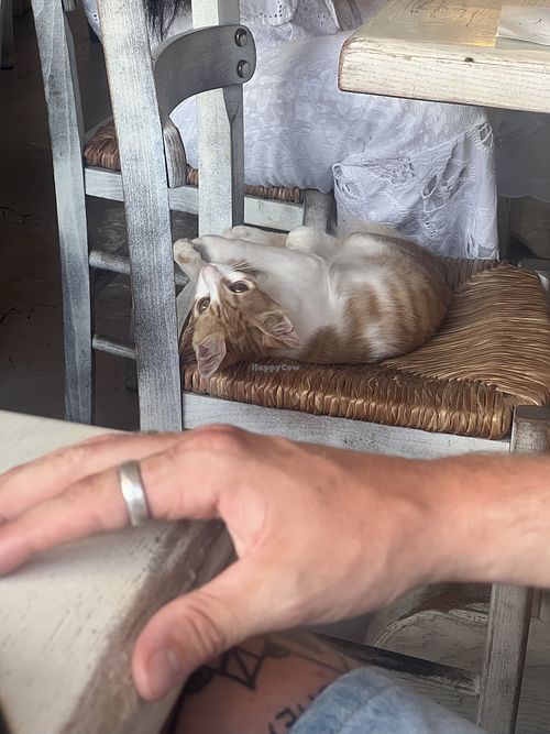 Local cat sitting on the chair in the outdoor dining area😄 at Glaronisia in Milos