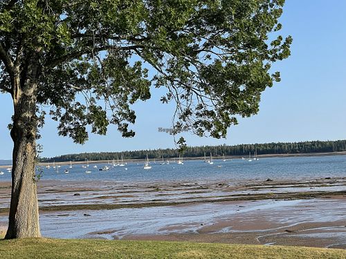 Veg curry with edamame and chickpeas, salad or soup appetizer, one dessertt  at Niger Reef Tea House (licensed restaurant) in St Andrews
