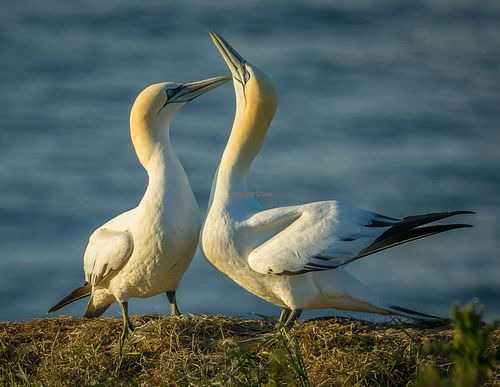 Gannets at Bempton Cliffs. at Kittiwake Cottage Bempton in Bempton