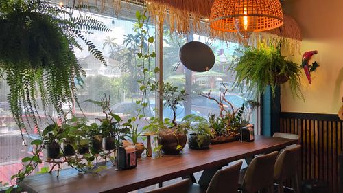 Interior plants at VeneBites in Tallahassee