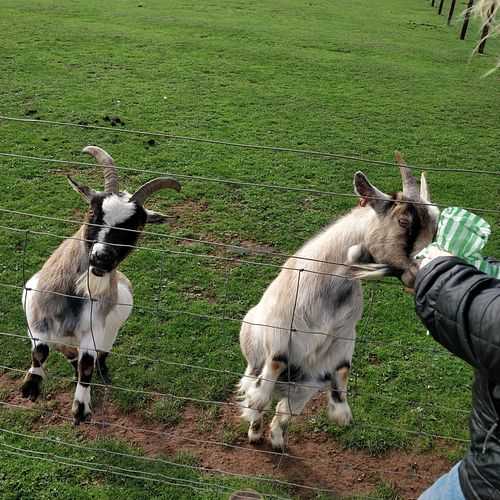  at Doniford Farm Park in Somerset