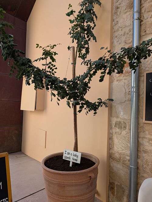  at Carob King-Black Gold(Εργαστήριο χαρουπιού) in Pafos