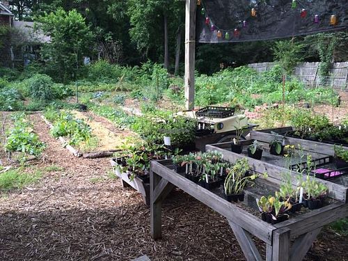 their organic garden next to the store  at Roots and Fruits Market in Black Mountain