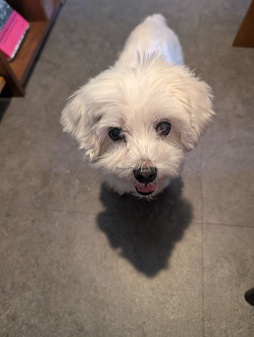 Resident rescue doggo at Jungle Pimfy - 동물책방 정글핌피 in Seoul
