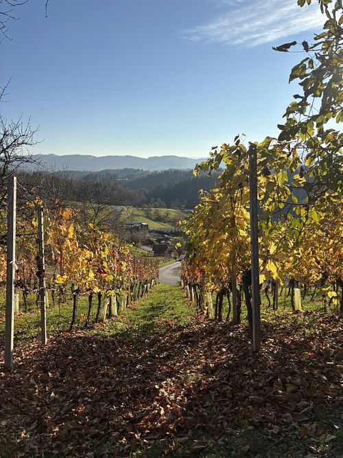 View  at Buschenschank Kremser Keller in Gleinstaetten