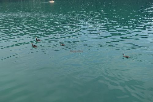 Some nice visitors :) at Loving Hut Pension in St Kanzian