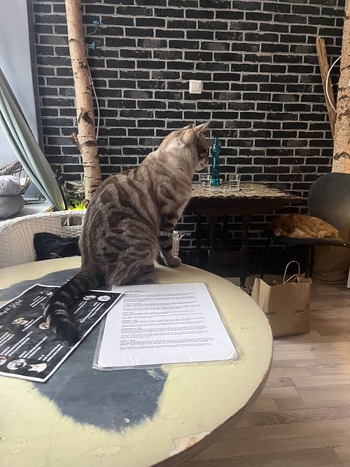 Catsss (there are a lot, and also 4 bunnies)  at Helkatti Cat Cafe in Uusimaa