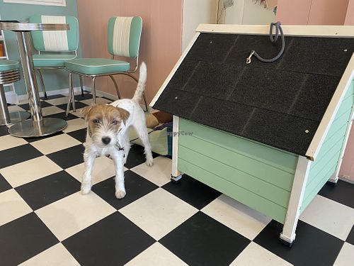 Lovely dog  at Antons Milchbar in Nordrhein-westfalen