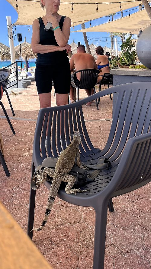 Lots of wildlife!  at Matthew's Beachside Restaurant in Oranjestad