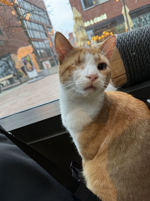 cat  at Katzentempel Hamburg Hafencity in Hamburg