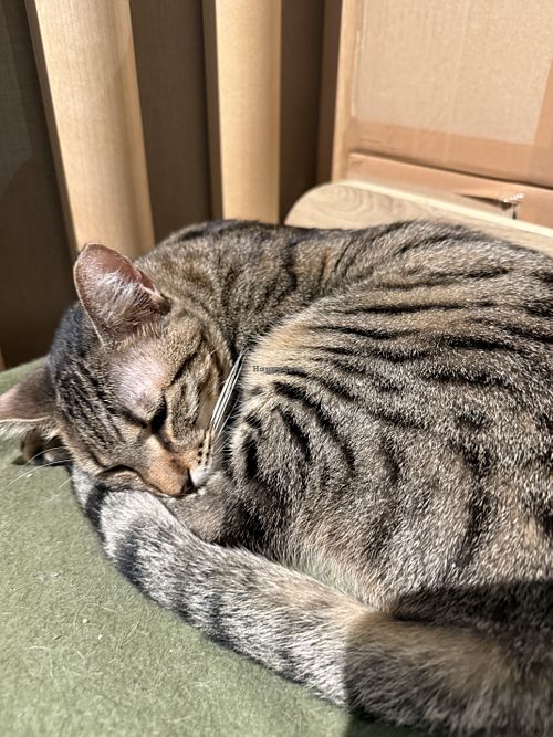 cat  at Katzentempel Hamburg Hafencity in Hamburg