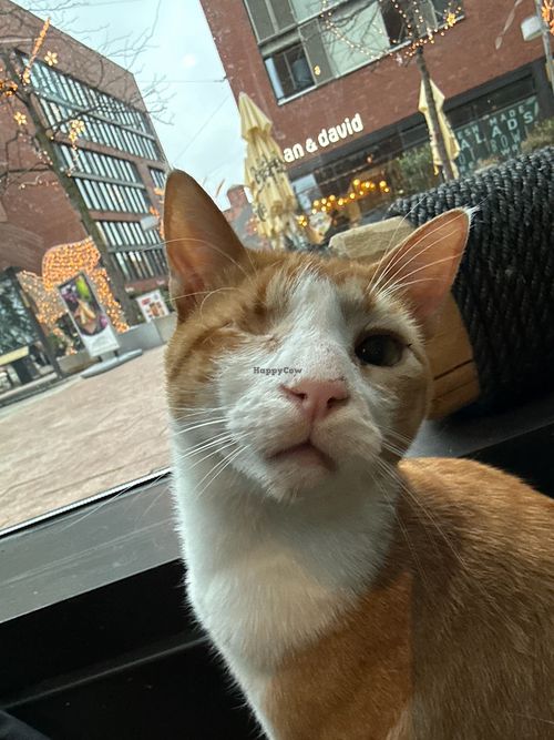 cat at Katzentempel Hamburg Hafencity in Hamburg