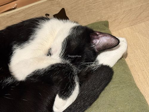 cat at Katzentempel Hamburg Hafencity in Hamburg