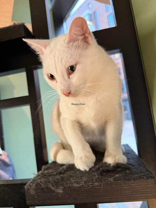 cat at Katzentempel Hamburg Hafencity in Hamburg