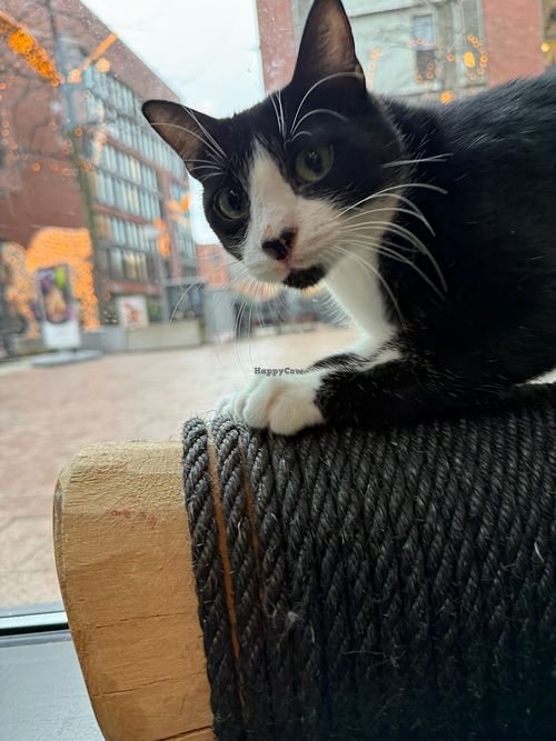 cat at Katzentempel Hamburg Hafencity in Hamburg