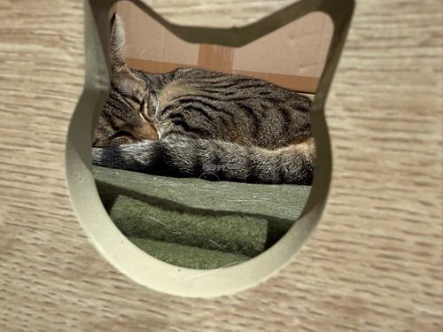 cat at Katzentempel Hamburg Hafencity in Hamburg