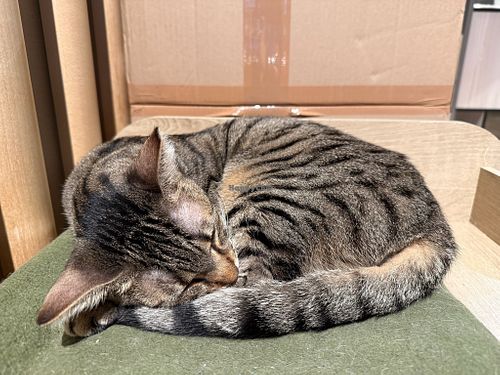 sleepy vat at Katzentempel Hamburg Hafencity in Hamburg