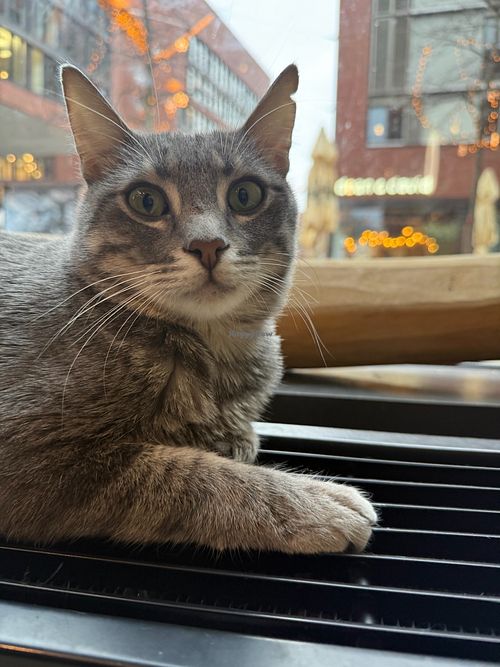 cat at Katzentempel Hamburg Hafencity in Hamburg