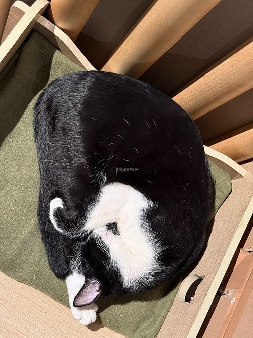 cat at Katzentempel Hamburg Hafencity in Hamburg