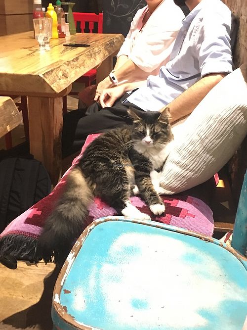Friendly Cat! at Vegan Community Kitchen in Istanbul