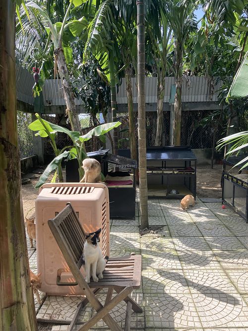 Outside area  at Jack's Cat Cafe in Da Nang