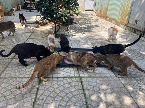 Feeding time  at Jack's Cat Cafe in Da Nang