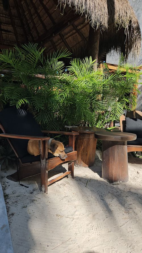 Seating at Raw Love Cafe  in Quintana Roo