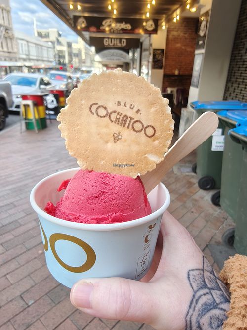 Raspberry Apricot Sorbet - takeaway at Blue Cockatoo Dessert Bar in Dunedin