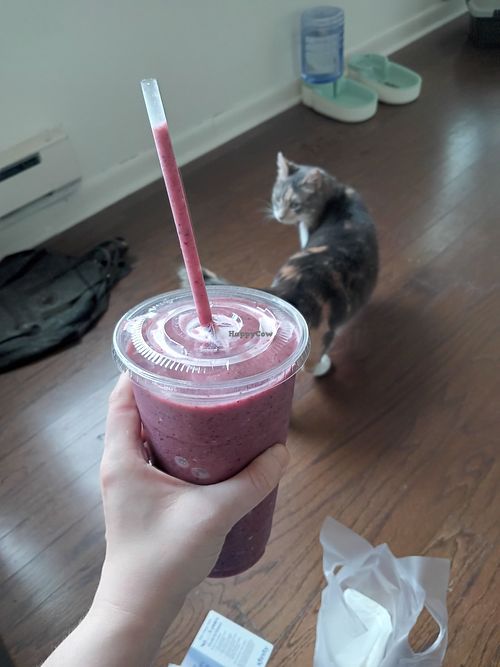 An enormous 32 ounce triple berry smoothie! (My cat Olive didn't have any) at Surf City Squeeze in Philadelphia