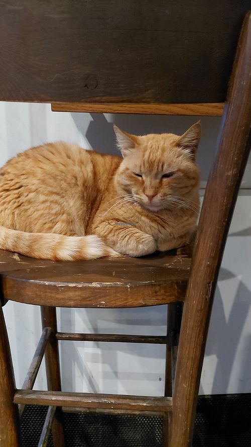 Lazaris Bakery furbaby 😻 at Lazaris BakeryBar in Larnaca