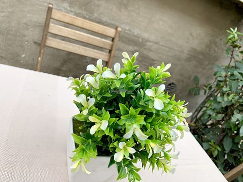 table at Sitar in Rome