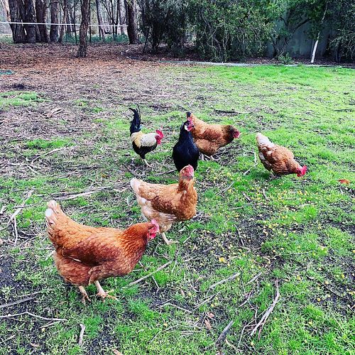 The lovely ladies and their man at Bed and Broccoli in Elphinstone